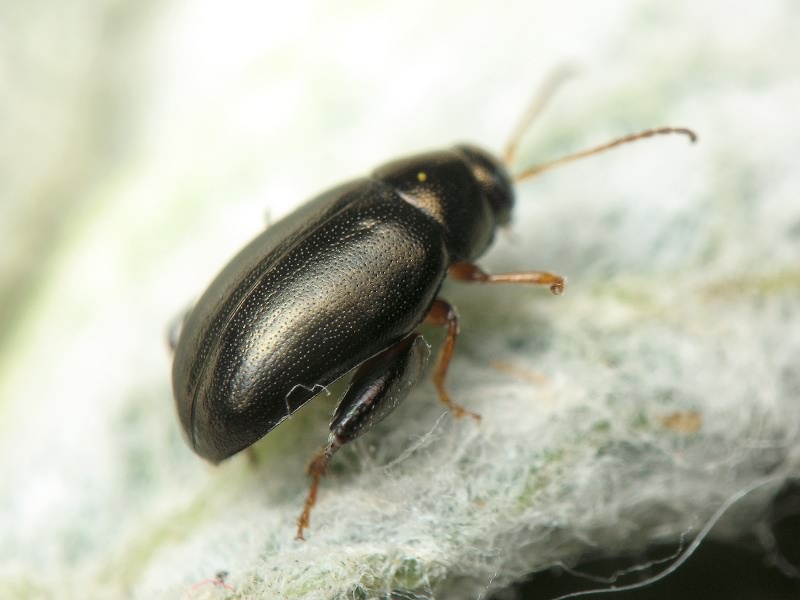 Dibolia schillingii (Letzner, 1847)